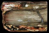 Section of Fossilized Peanut Wood - Australia #65361-1